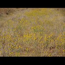 So viele Blüten sind ungewöhnlich in der Wüste